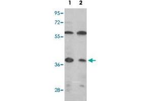 Western blot analysis of IDH3A polyclonal antibody  in (1) MCF-7, (2) Jurkat cell line lysates (35ug/lane). (IDH3A anticorps  (C-Term))
