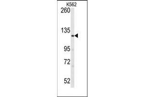Western blot analysis of anti-LATS1 Antibody (N-term) in K562 cell line lysates (35ug/lane).