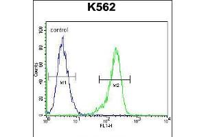 Flow cytometric analysis of K562 cells (right histogram) compared to a negative control cell (left histogram). (RPS19 anticorps  (AA 25-54))