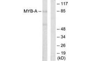 Western blot analysis of extracts from LOVO cells, using MYB-A Antibody. (MYBL1 anticorps  (AA 231-280))