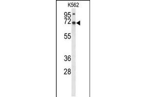 Western blot analysis of LRRC4 Antibody in K562 cell line lysates (35ug/lane) (LRRC4 anticorps  (C-Term))
