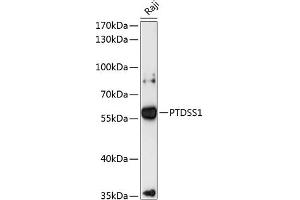 Western blot analysis of extracts of Raji cells, using PTDSS1 antibody (ABIN6132828, ABIN6146381, ABIN6146382 and ABIN6216915) at 1:3000 dilution. (PTDSS1 anticorps  (AA 1-70))