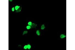Anti-ELK3 mouse monoclonal antibody (ABIN2455034) immunofluorescent staining of COS7 cells transiently transfected by pCMV6-ENTRY ELK3 (RC203114). (ELK3 anticorps)