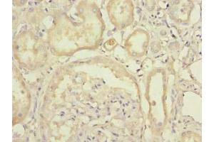 Immunohistochemistry of paraffin-embedded human kidney tissue using ABIN7174670 at dilution of 1:100 (UFSP2 anticorps  (AA 63-343))