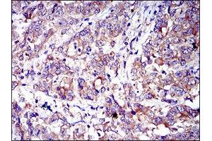 anti-CD6 (CD6) (AA 472-668) antibody