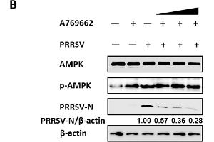 Active AMPK antagonized PRRSV infection.