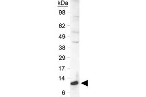 Western blot analysis of SLIRP in a human liver lysate using SLIRP polyclonal antibody  at 0. (SLIRP anticorps  (C-Term))