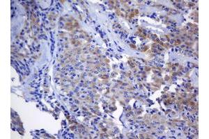 Image no. 1 for anti-N-Acetylneuraminic Acid Phosphatase (NANP) antibody (ABIN1499638)