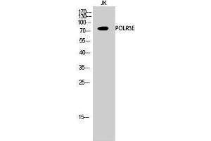 Western Blotting (WB) image for anti-Polymerase (RNA) III (DNA Directed) Polypeptide E (80kD) (POLR3E) (Internal Region) antibody (ABIN3186524) (POLR3E anticorps  (Internal Region))