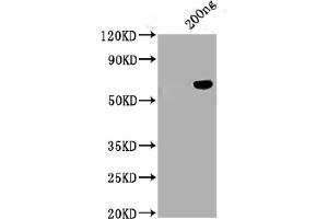 Positive WB detected in: Tag-Free SARS-CoV-2 nucleocapsid recombinant protein from Human 293 cells (HEK293) (ABIN6953163) SARS-CoV-2 nucleocapsid antibody at 1:1000 (ABIN6952664) Secondary Peroxidase-Affinipure Goat Anti-Human IgG, Fcγ Fragment Specificat 1/20000 dilution Predicted band size: 45. (SARS-CoV-2 Nucleocapsid Protein (SARS-CoV-2 N) (AA 1-419))
