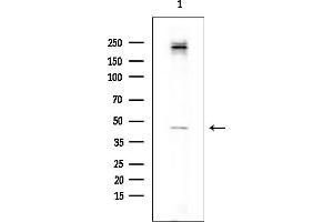 Western blot analysis of lysates from Rat brain, using FOLR1 Antibody at 1/1000 dilution.