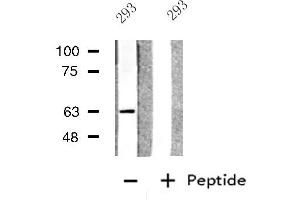 Western blot analysis of extracts from 293 cells, using GPC5 antibody. (GPC5 anticorps  (Internal Region))