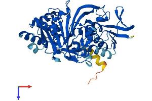 GDP Dissociation Inhibitor 1 (GDI1) (AA 1-447) protein (His tag)
