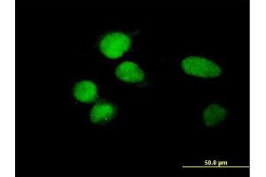 Immunofluorescence of purified MaxPab antibody to ZBTB8 on HeLa cell. (ZBTB8A anticorps  (AA 1-441))