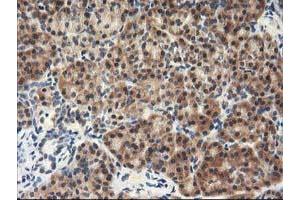 Image no. 5 for anti-N-Acyl Phosphatidylethanolamine phospholipase D (NAPEPLD) antibody (ABIN1499643)