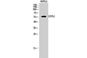 Western Blotting (WB) image for anti-Chromodomain Protein, Y-Like 2 (CDYL2) (N-Term) antibody (ABIN3174332) (CDYL2 anticorps  (N-Term))
