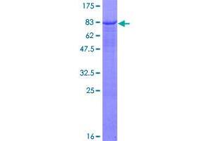 Image no. 1 for serpin Peptidase Inhibitor, Clade D (Heparin Cofactor), Member 1 (SERPIND1) (AA 1-499) protein (GST tag) (ABIN1319634)