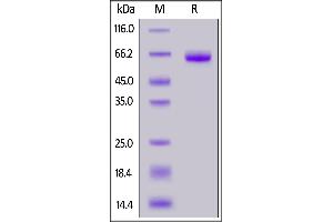 Human Tissue Factor, Fc Tag on  under reducing (R) condition. (Tissue factor Protein (AA 33-251) (Fc Tag))