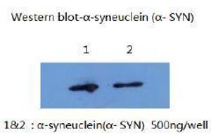 Western Blotting (WB) image for anti-Synuclein, alpha (SNCA) (AA 1-140) antibody (ABIN1105338) (SNCA anticorps  (AA 1-140))