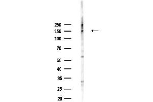 anti-PCDH-X/Y (C-Term) antibody