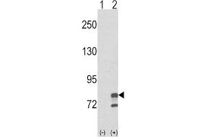 Western Blotting (WB) image for anti-Guanine Monophosphate Synthetase (GMPS) antibody (ABIN3003831) (GMP Synthase anticorps)