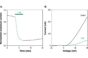 Stichodactyla Toxin peptide (Biotin)