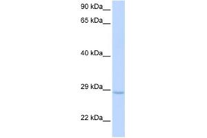 WB Suggested Anti-XRCC2 Antibody Titration: 0. (XRCC2 anticorps  (Middle Region))
