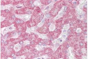 Anti-INSIG1 antibody IHC staining of human liver.