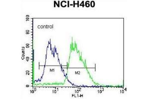 Flow cytometric analysis of NCI-H460 cells using MINPP1 Antibody (C-term) Cat. (MINPP1 anticorps  (C-Term))