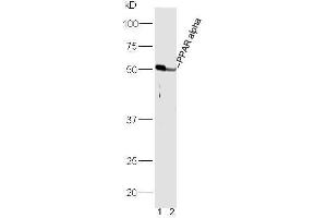 PPARA anticorps  (AA 301-400)