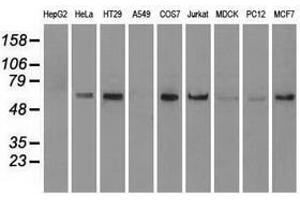 Image no. 1 for anti-Nuclear Receptor Binding Protein 1 (NRBP1) antibody (ABIN1499823) (NRBP1 anticorps)