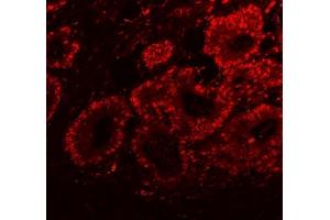 IF analysis of SFPQ using anti-SFPQ antibody (ABIN7603089). (SFPQ anticorps  (Middle Region))