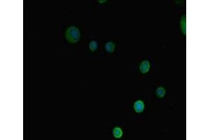 Immunofluorescent analysis of MCF-7 cells using ABIN7165067 at dilution of 1:100 and Alexa Fluor 488-congugated AffiniPure Goat Anti-Rabbit IgG(H+L)