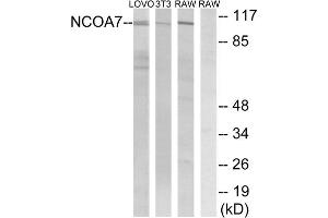 Western blot analysis of extracts from LOVO cells, 3T3 cells and RAW264. (NCOA7 anticorps  (Internal Region))