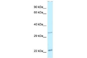 Western Blot showing Pdx1 antibody used at a concentration of 1. (PDX1 anticorps  (N-Term))