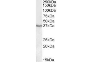 Western Blotting (WB) image for anti-Paraoxonase 1 (PON1) (AA 313-324) antibody (ABIN490462) (PON1 anticorps  (AA 313-324))
