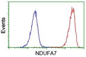 Image no. 1 for anti-NADH Dehydrogenase (Ubiquinone) 1 alpha Subcomplex, 7, 14.5kDa (NDUFA7) antibody (ABIN1499659) (NDUFA7 anticorps)