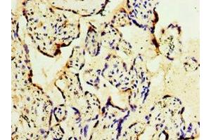 Immunohistochemistry of paraffin-embedded human placenta tissue using ABIN7154312 at dilution of 1:100 (GS28 anticorps  (AA 1-115))