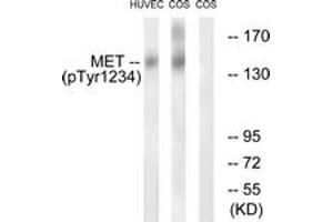 Western blot analysis of extracts from HuvEc cells and COS7cells, using Met (Phospho-Tyr1234) Antibody. (c-MET anticorps  (pTyr1234))