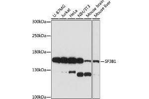 Western blot analysis of extracts of various cell lines, using SF3B1 antibody (ABIN7270543) at 1:1000 dilution. (SF3B1 anticorps  (AA 1-144))
