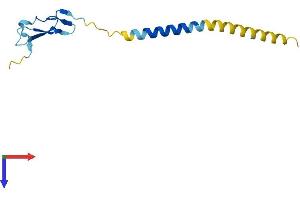 AlphaFold protein structure predicition of Mouse Recombinant Nrg4 Protein, UniprotID Q9WTX4
