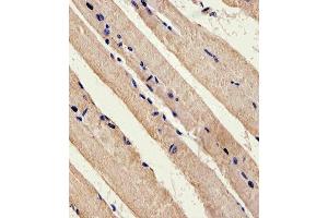 Immunohistochemical analysis of paraffin-embedded M.