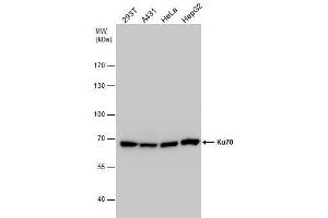 WB Image Ku70 antibody detects Ku70 protein by western blot analysis. (XRCC6 anticorps  (C-Term))