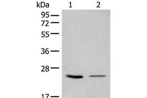 Western blot analysis of 293T and LOVO cell lysates using CDCA4 Polyclonal Antibody at dilution of 1:1000 (CDCA4 anticorps)