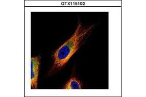 Image no. 2 for anti-COP9 Signalosome Complex Subunit 3 (COPS3) (AA 139-390) antibody (ABIN1497573) (COPS3 anticorps  (AA 139-390))