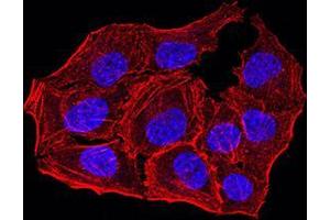 Immunofluorescence analysis of Hela cells using ANAPC10 mouse mAb. (ANAPC10 anticorps  (AA 1-185))