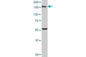 EEA1 monoclonal antibody (M03), clone 2G2.