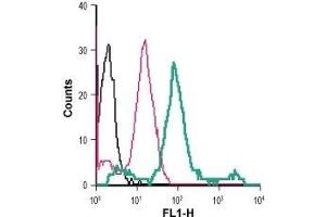 Cell surface detection of β2-Adrenoceptor in live intact human THP-1 monocytic leukemia cells: (black line) Cells.