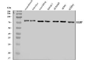 Western blot analysis of Hjurp using anti-Hjurp antibody (ABIN7599943).