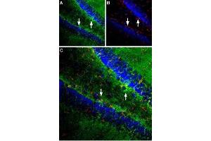 Expression of EAAT1 in rat hippocampus - Immunohistochemical staining was performed in perfusion-fixed free floating rat brain sections (frozen) using Anti-EAAT1 (GLAST) (extracellular) Antibody (ABIN7043662, ABIN7044352 and ABIN7044353), (1:100). (SLC1A3 anticorps  (2nd Extracellular Loop))